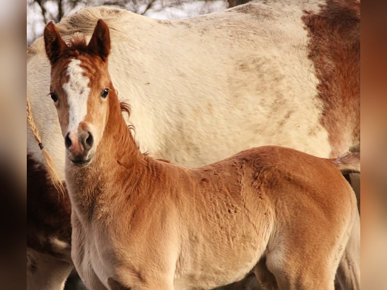 Arabian Partbred Mare Foal (02/2026) 15.1 hh Chestnut-Red in Keutschach