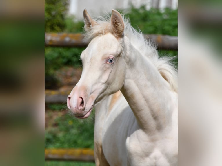 Arabian Partbred Mare Foal (05/2026) 15.1 hh Perlino in Mörsdorf