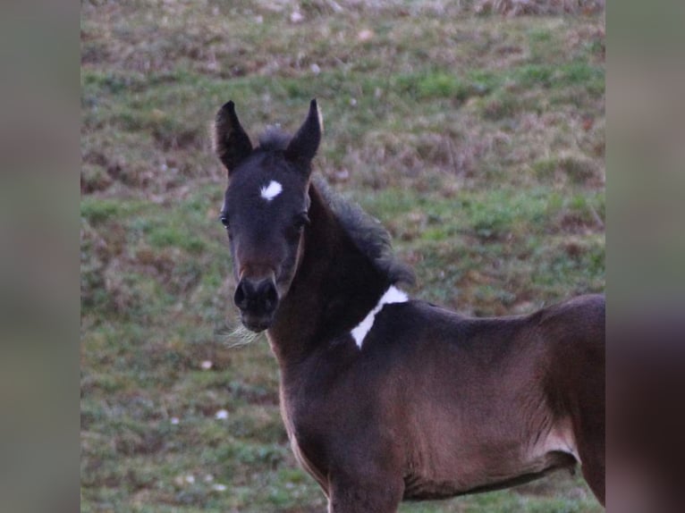 Arabian Partbred Mare Foal (03/2024) 15,1 hh Tobiano-all-colors in Plaschischen