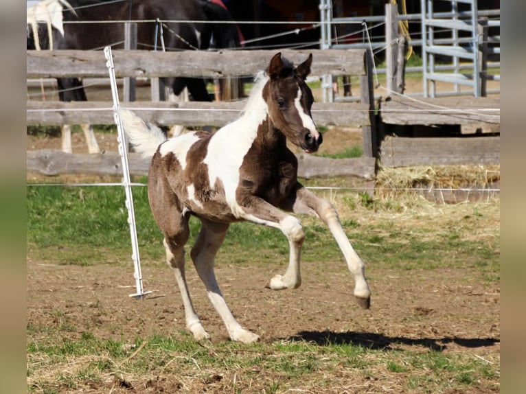 Arabian Partbred Mare Foal (03/2026) 15.1 hh Tobiano-all-colors in Keutschach