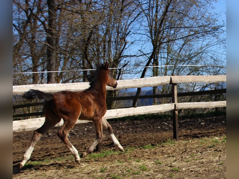 Arabian Partbred Mare Foal (02/2026) 15.2 hh Brown in Keutschach