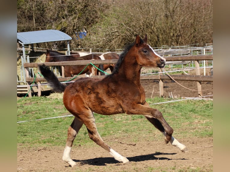 Arabian Partbred Mare Foal (02/2026) 15.2 hh Brown in Keutschach