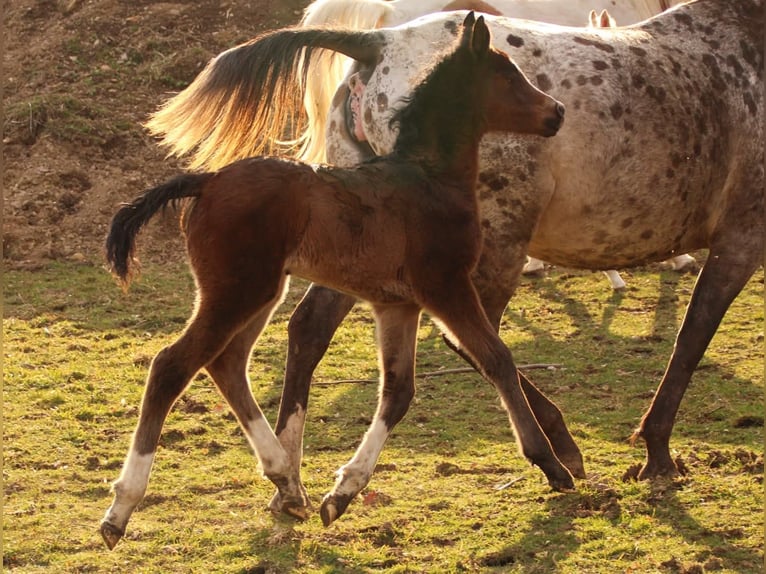 Arabian Partbred Mare Foal (02/2026) 15.2 hh Brown in Keutschach