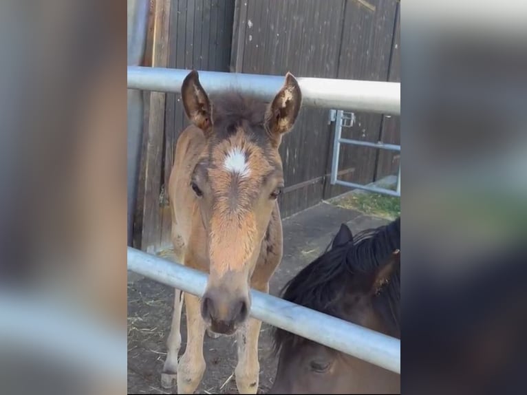 Arabian Partbred Mare Foal (05/2024) 15,2 hh Buckskin in Villingen-Schwenningen