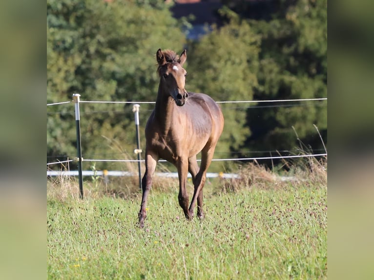 Arabian Partbred Mare Foal (05/2024) 15,2 hh Buckskin in Villingen-Schwenningen