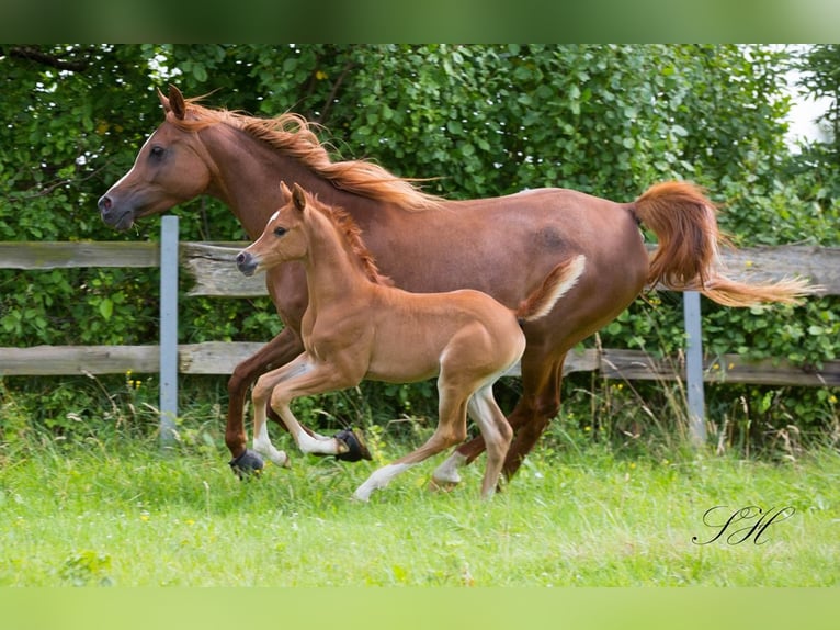 Arabian Partbred Mare Foal (06/2024) 15,2 hh Chestnut-Red in Brieselang