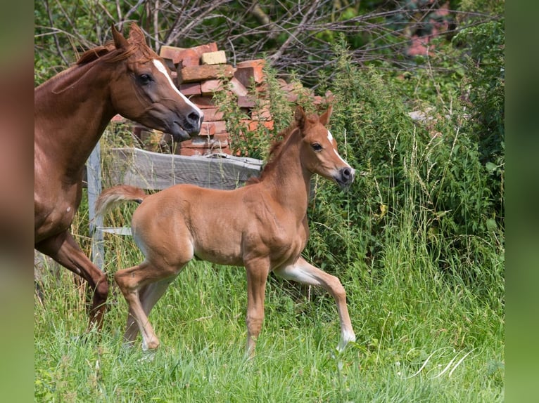 Arabian Partbred Mare Foal (06/2024) 15,2 hh Chestnut-Red in Brieselang