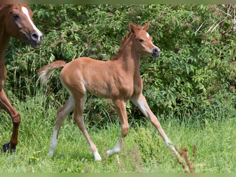 Arabian Partbred Mare Foal (06/2024) 15,2 hh Chestnut-Red in Brieselang