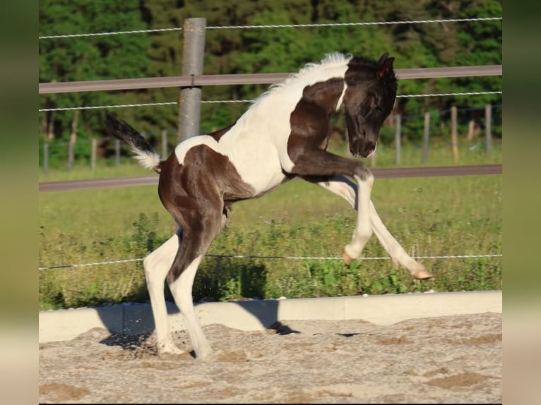Arabian Partbred Mare Foal (05/2026) 15.2 hh Pinto in Völkermarkt