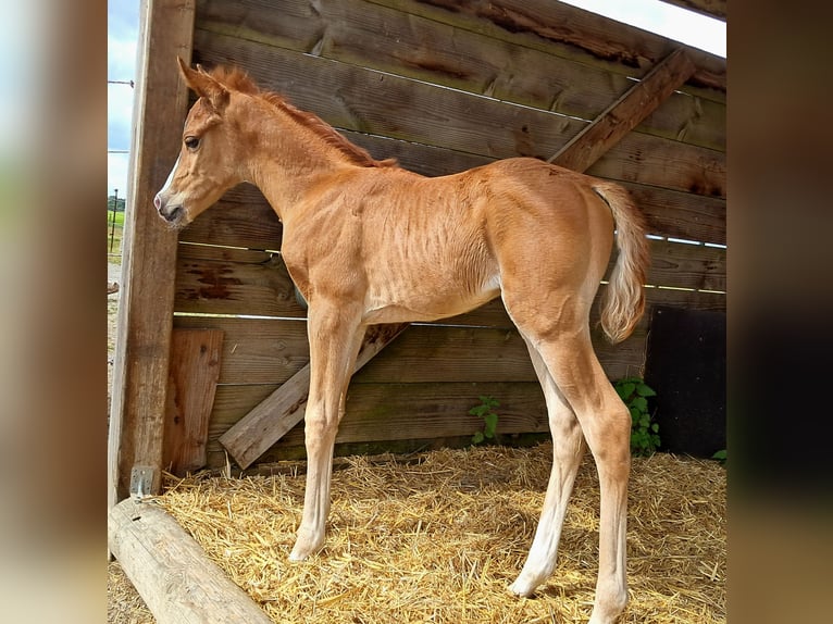 Arabian Partbred Mare Foal (05/2026) 15 hh Chestnut-Red in Hartheim