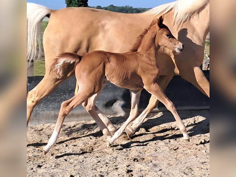 Arabian Partbred Mare Foal (05/2026) 15 hh Chestnut-Red in Hartheim