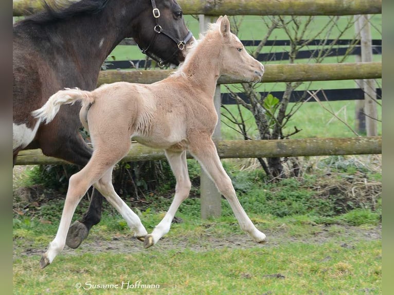 Arabian Partbred Mare Foal (02/2024) 15 hh Palomino in Mörsdorf