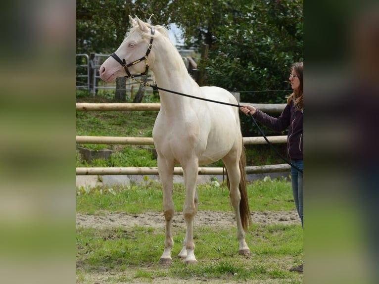 Arabian Partbred Mare Foal (02/2024) 15 hh Palomino in Mörsdorf