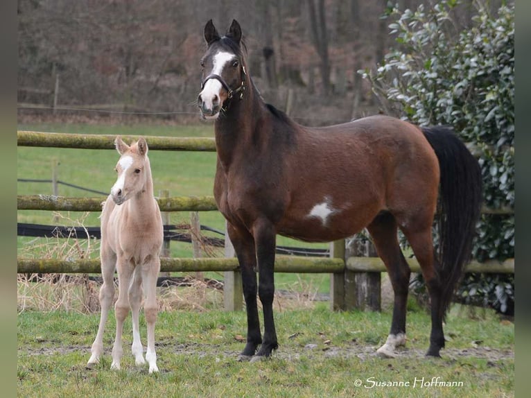 Arabian Partbred Mare Foal (02/2024) 15 hh Palomino in Mörsdorf