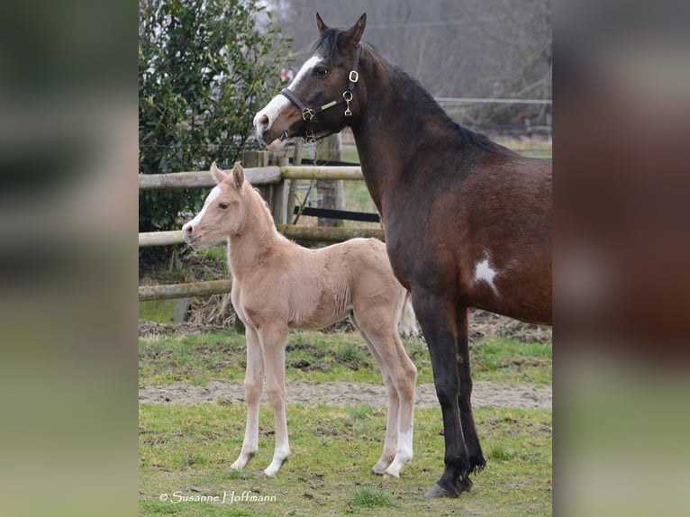 Arabian Partbred Mare Foal (02/2024) 15 hh Palomino in Mörsdorf