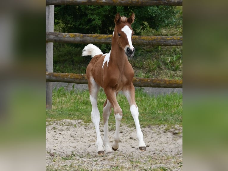 Arabian Partbred Mare Foal (04/2026) 15 hh Tobiano-all-colors in Mörsdorf