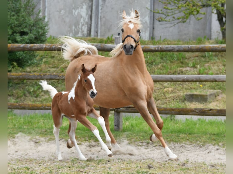 Arabian Partbred Mare Foal (04/2026) 15 hh Tobiano-all-colors in Mörsdorf