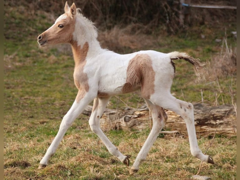 Arabian Partbred Mare Foal (02/2026) 15 hh Tovero-all-colors in Keutschach