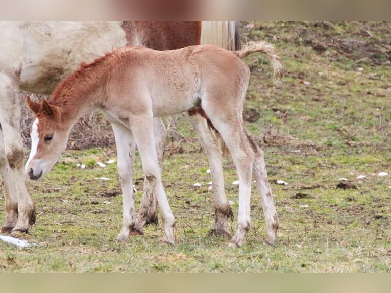 Arabian Partbred Mare Foal (02/2026) 15,1 hh Chestnut-Red in Keutschach