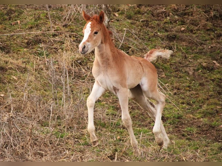 Arabian Partbred Mare Foal (02/2026) 15,1 hh Chestnut-Red in Keutschach