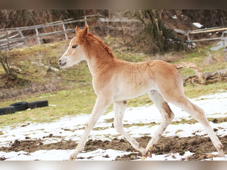 Arabian Partbred Mare Foal (02/2026) 15,1 hh Chestnut-Red in Keutschach
