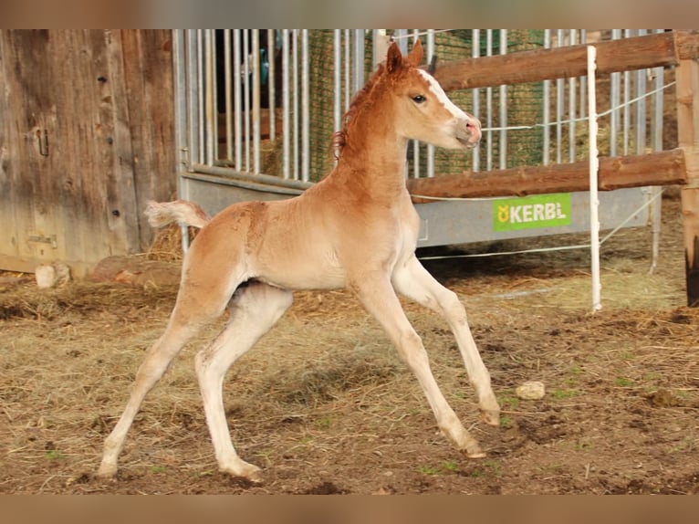 Arabian Partbred Mare Foal (02/2026) 15,1 hh Chestnut-Red in Keutschach