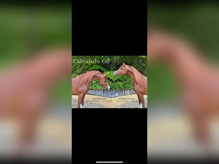 Arabian Partbred Mare Foal (03/2025) 15,1 hh Chestnut-Red in Sternenberg