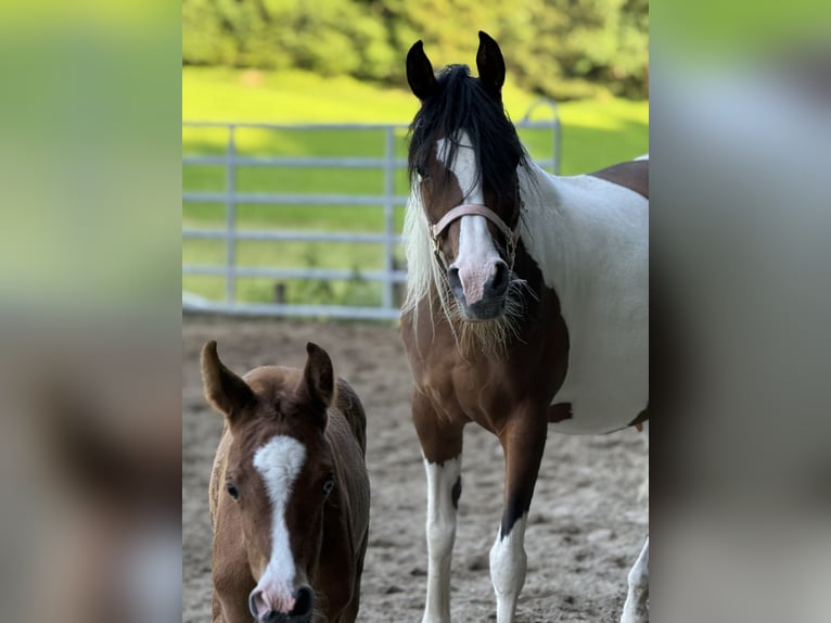 Arabian Partbred Mare Foal (03/2025) 15,1 hh Chestnut-Red in Sternenberg