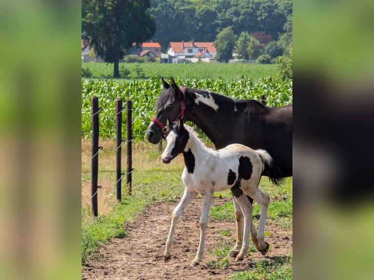 Arabian Partbred Mare Foal (05/2025) 15,1 hh Pinto in MEERHOUT