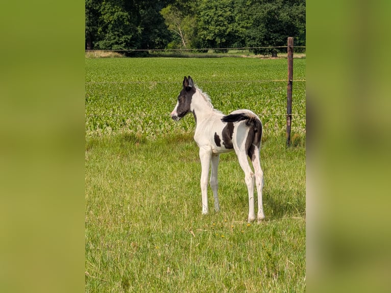 Arabian Partbred Mare Foal (05/2025) 15,1 hh Pinto in MEERHOUT
