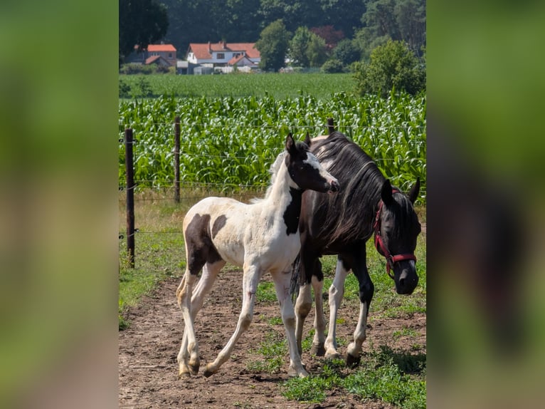 Arabian Partbred Mare Foal (05/2025) 15,1 hh Pinto in MEERHOUT