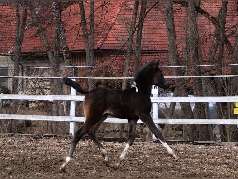 Arabian Partbred Mare Foal (01/2026) 15,1 hh Pinto in Plaschischen