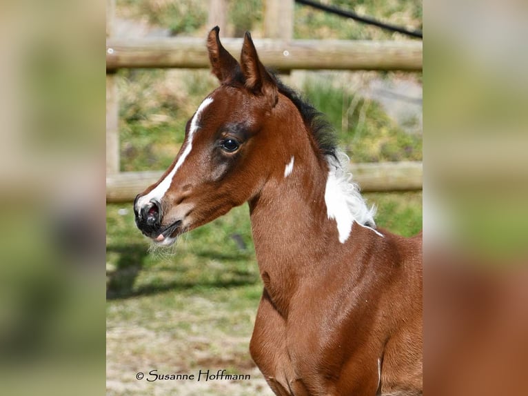Arabian Partbred Mare  15,1 hh Tobiano-all-colors in Mörsdorf