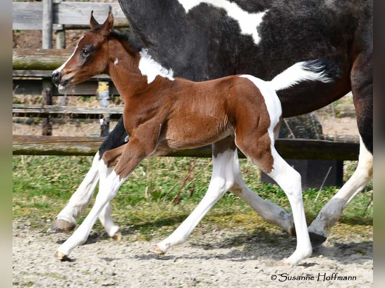 Arabian Partbred Mare  15,1 hh Tobiano-all-colors in Mörsdorf