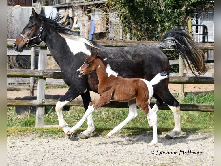 Arabian Partbred Mare  15,1 hh Tobiano-all-colors in Mörsdorf