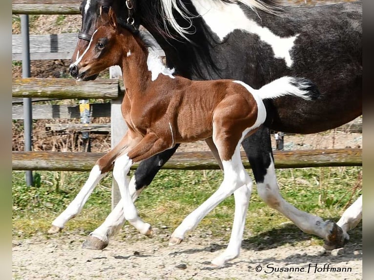 Arabian Partbred Mare  15,1 hh Tobiano-all-colors in Mörsdorf