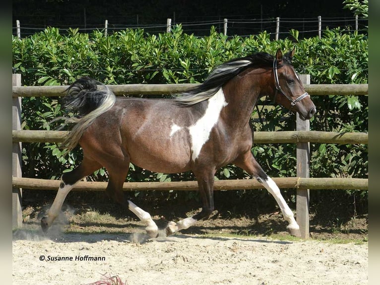 Arabian Partbred Mare  15,1 hh Tobiano-all-colors in Mörsdorf