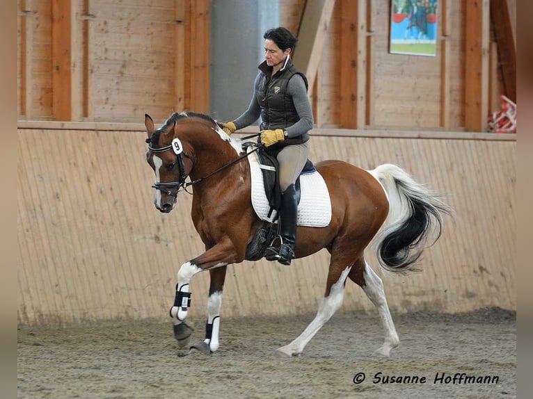 Arabian Partbred Mare  15,1 hh Tobiano-all-colors in Mörsdorf