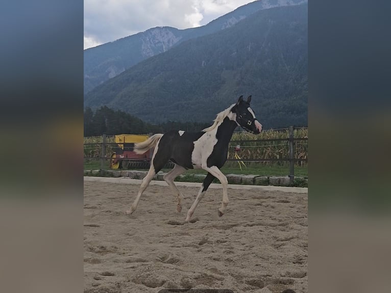 Arabian Partbred Mare Foal (04/2025) 15,1 hh Tobiano-all-colors in St. Stefan / Šteben Arabian Partbred Mare Foal (04/2025) 15,1 hh Tobiano-all-colors in St. Stefan / Šteben