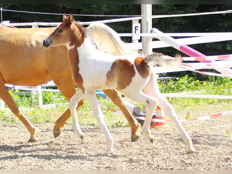 Arabian Partbred Mare  15,1 hh Tobiano-all-colors in Plaschischen