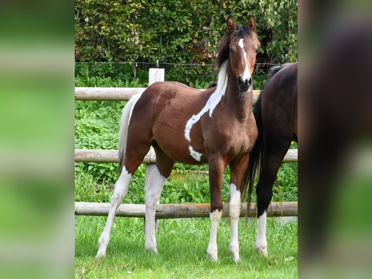 Arabian Partbred Mare Foal (03/2025) 15,1 hh Tobiano-all-colors in M&#xF6;rsdorf