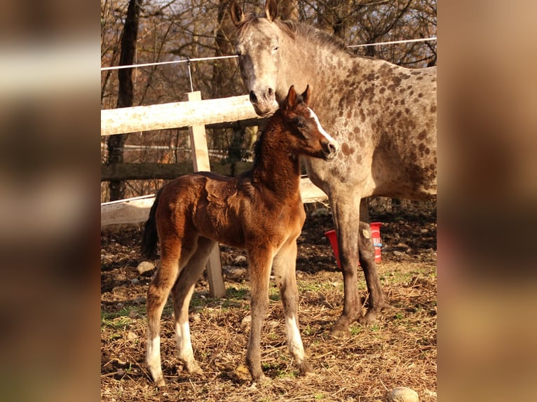Arabian Partbred Mare Foal (02/2026) 15,2 hh Brown in Keutschach