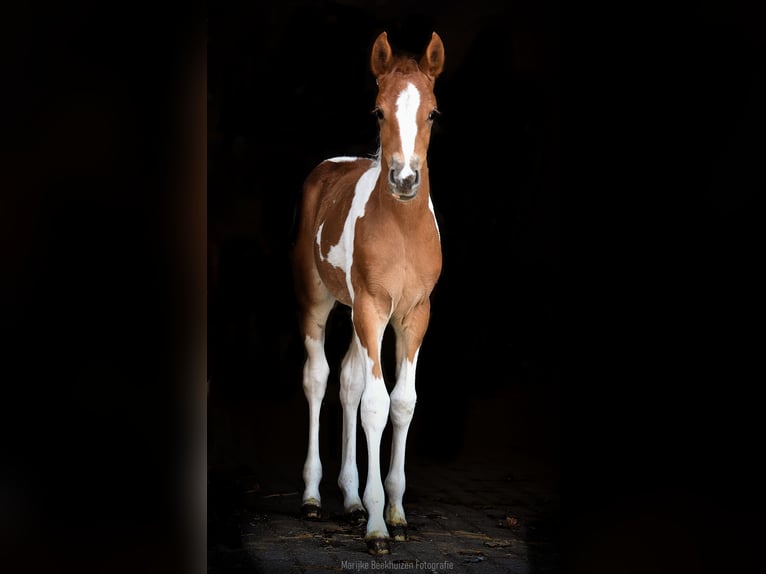 Arabian Partbred Mare Foal (01/2023) 9,2 hh Tobiano-all-colors in Cromvoirt
