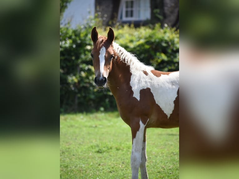 Arabian Partbred Mare Foal (01/2023) 9,2 hh Tobiano-all-colors in Cromvoirt