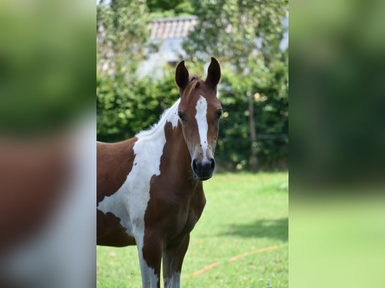 Arabian Partbred Mare Foal (01/2023) 9,2 hh Tobiano-all-colors in Cromvoirt