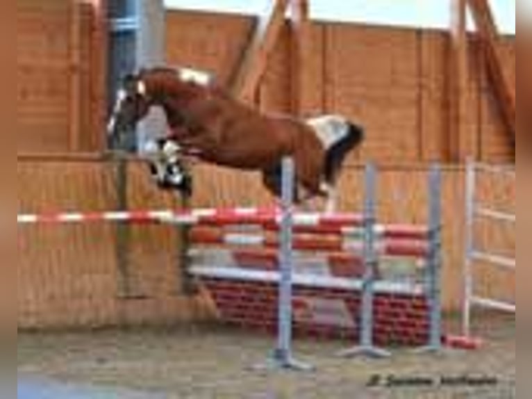 Arabian Partbred Mare Foal (01/2023) 9,2 hh Tobiano-all-colors in Cromvoirt