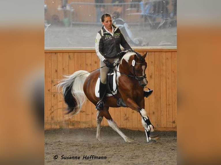 Arabian Partbred Mare Foal (01/2023) 9,2 hh Tobiano-all-colors in Cromvoirt
