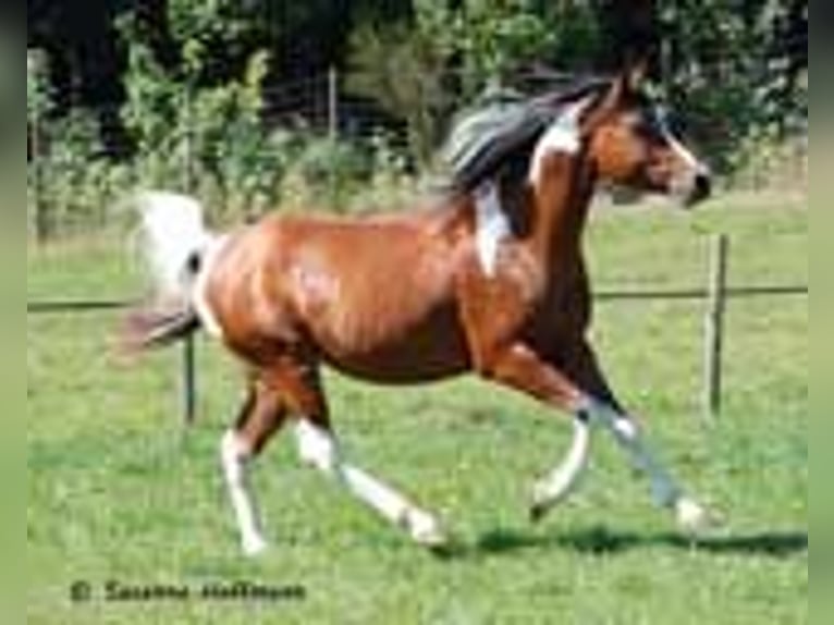 Arabian Partbred Mare Foal (01/2023) 9,2 hh Tobiano-all-colors in Cromvoirt