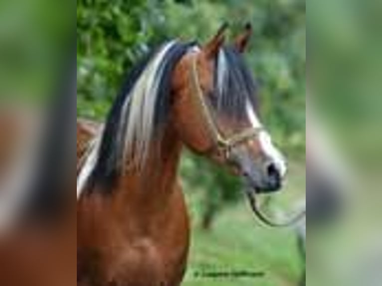 Arabian Partbred Mare Foal (01/2023) 9,2 hh Tobiano-all-colors in Cromvoirt
