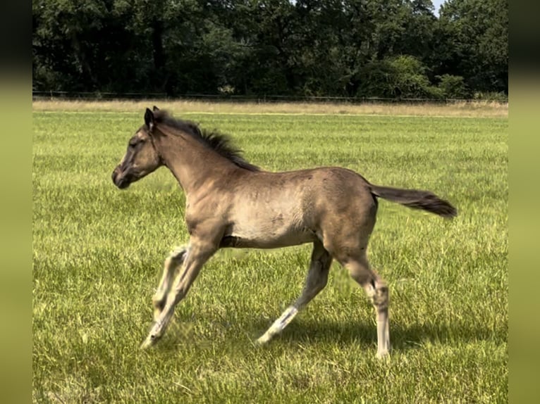 Arabian Partbred Mare  Gray-Dark-Tan in VERNON